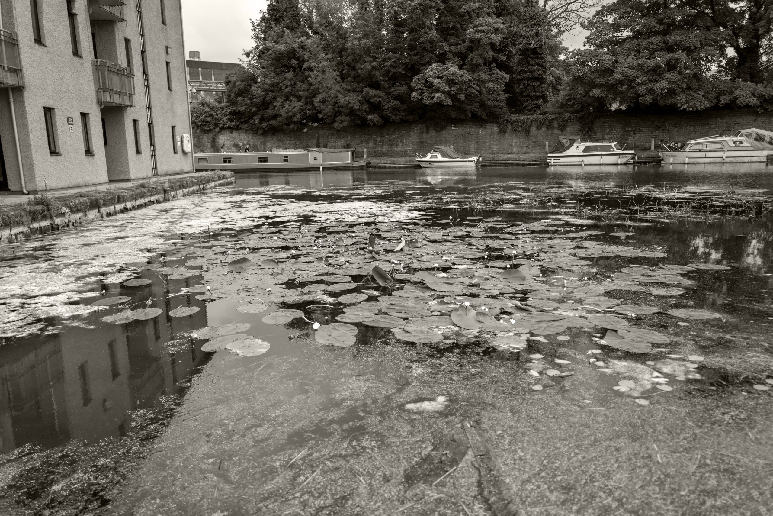lillies_lancaster_canal