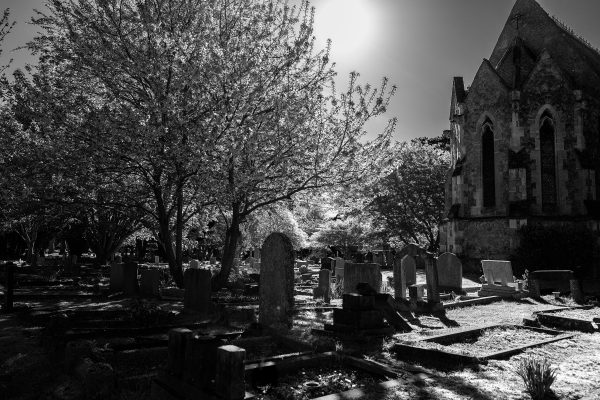 Sun highlights trees and graves