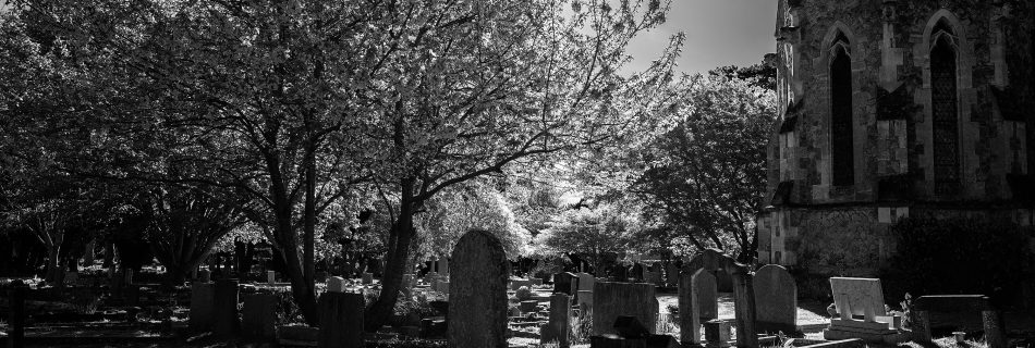 Sun highlights trees and graves