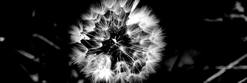 Macro beauty. Dandilion in black and white.