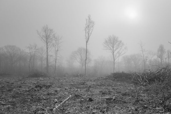 Deforestation looking desolate in the mist.