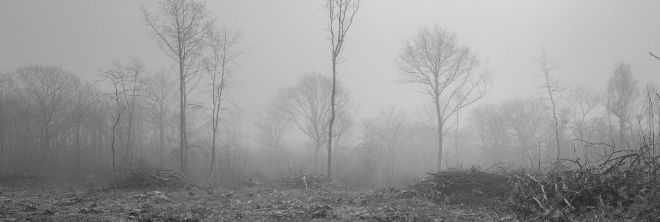Deforestation looking desolate in the mist.