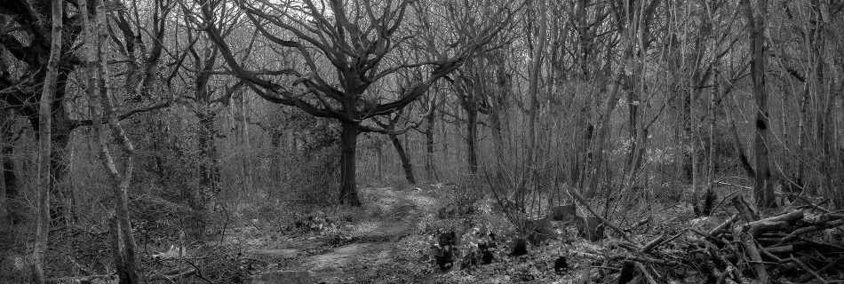 Trees in the dark wood with reflection in the water