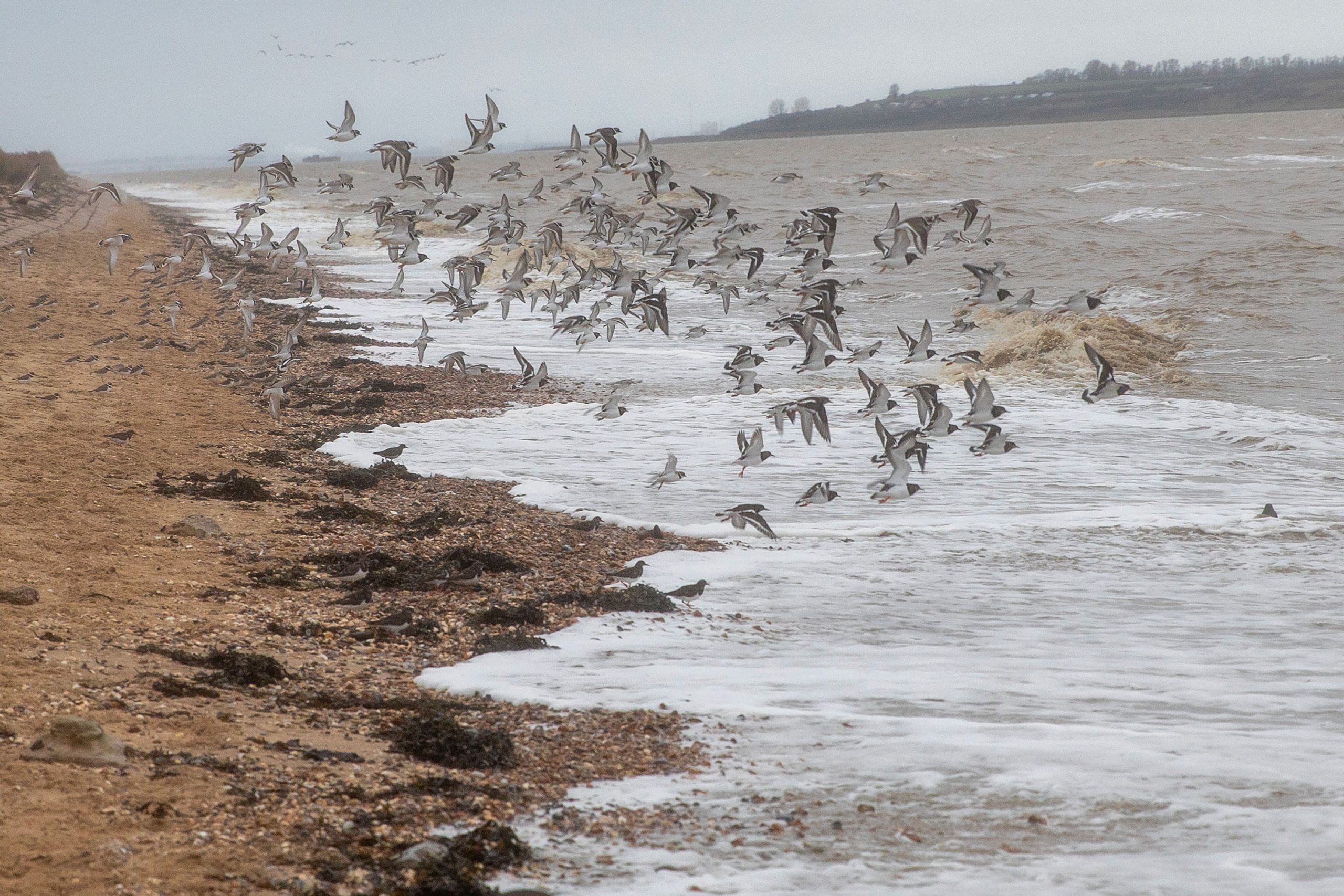 A flock of birds taking off. Seasalter beach.